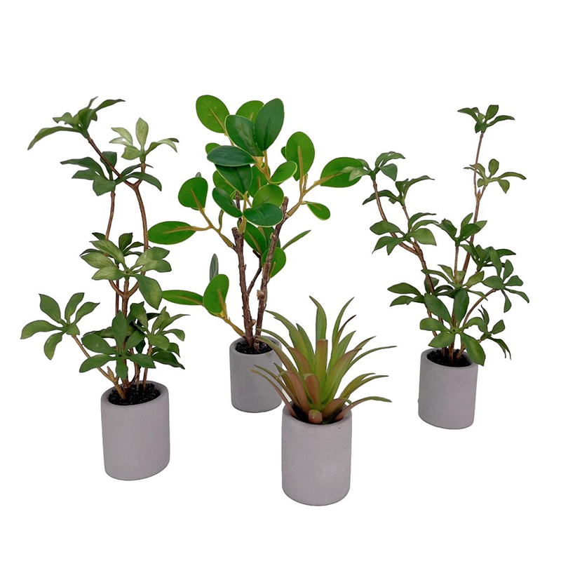 Bonsai Garden Home - Planta en maceta en miniatura para
