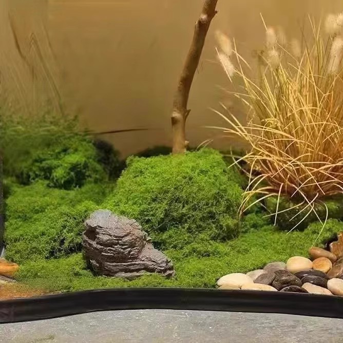 Musgo Eterno de 200g para Manu - Landscape Bonsai Garden reseña y precio