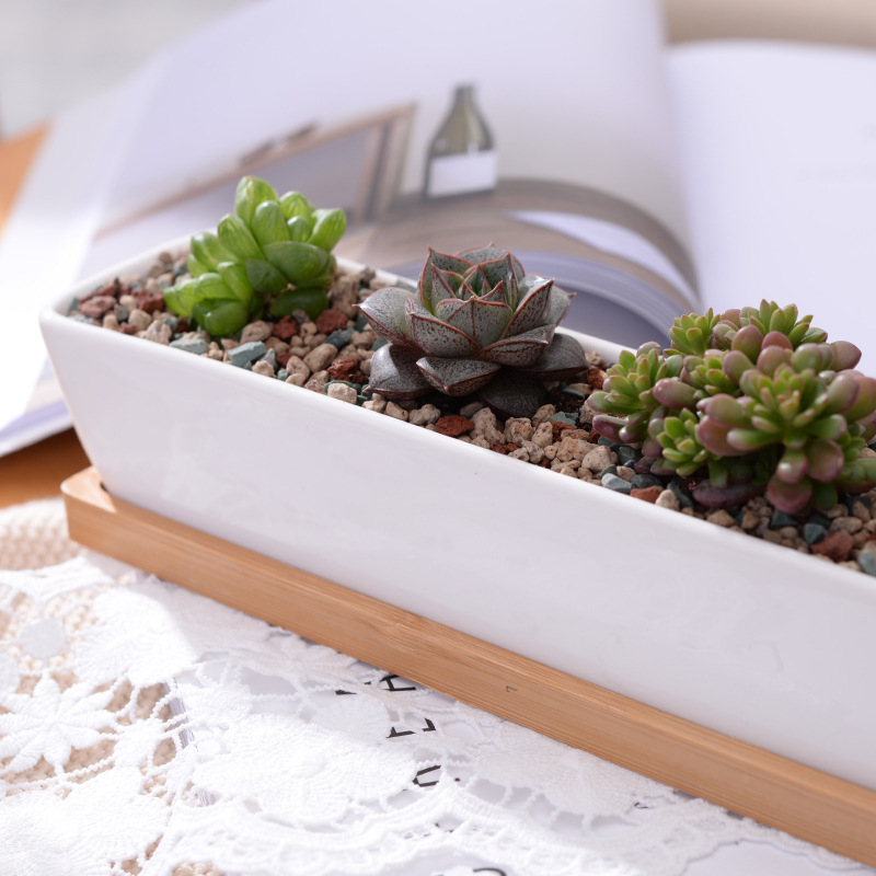 Maceta suculenta de cerámica b - Bonsai Tree Zen Garden reseña y precio