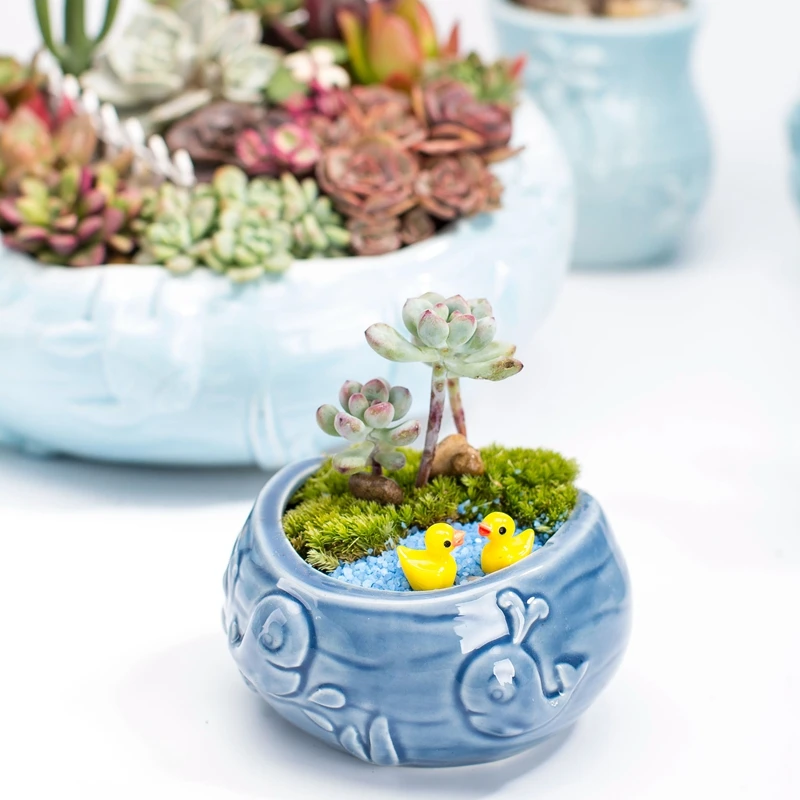 Maceta carnosa bonita de estil - Bonsai Tree Zen Garden reseña y precio