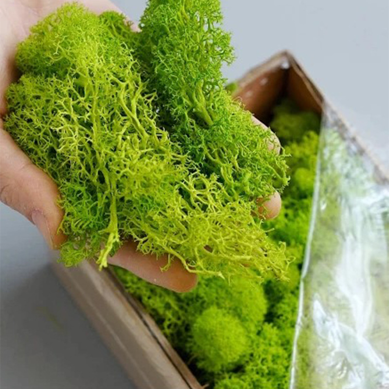 Musgo de Vida Eterna de 100/20 - Landscape Bonsai Garden reseña y precio