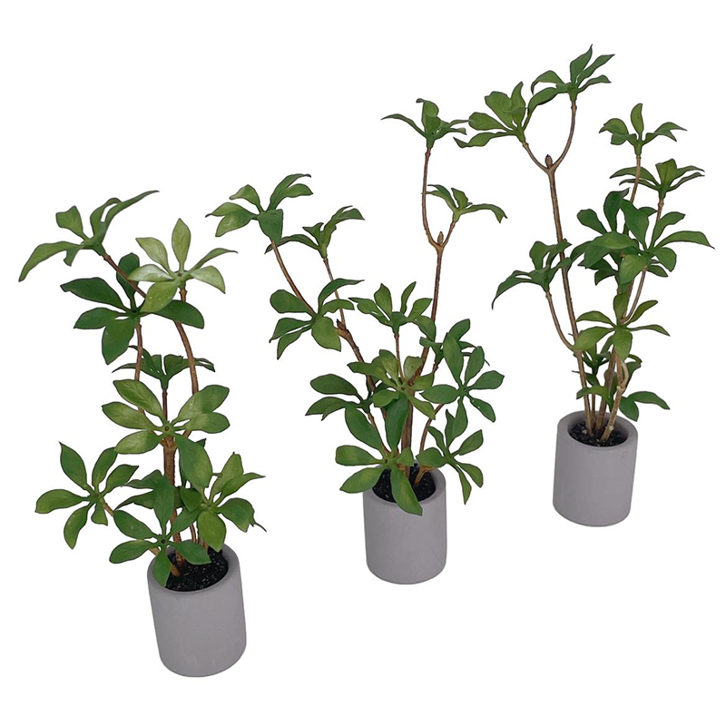 Planta en maceta en miniatura  - Bonsai Garden Home reseña y precio