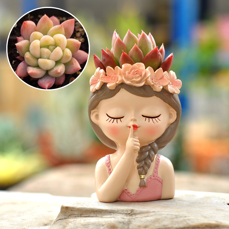 Maceta suculenta de hadas, ado - Bonsai Tree Zen Garden reseña y precio