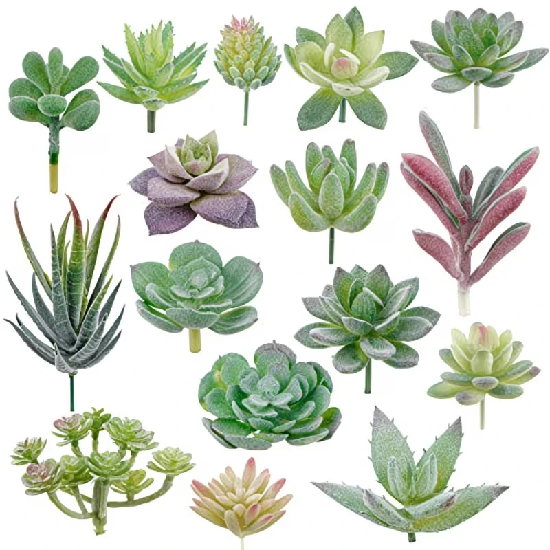 10/20 Piezas de Plantas Sucule - Bonsai Garden Home reseña y precio