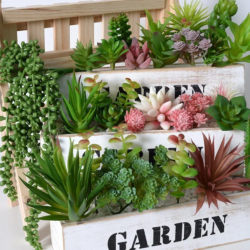 10/20 Piezas de Plantas Sucule - Bonsai Garden Home reseña y precio